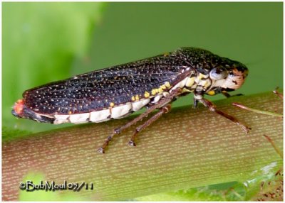 FAMILY CICADELLIDAE