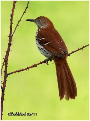 Brown Thrasher