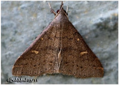 Speckled Renia Moth Renia adspergillus  #8386