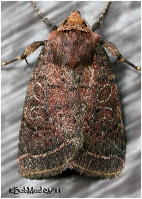 Cynical Quaker Moth Orthodes cynica #10587