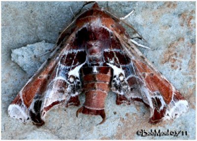 Beautiful Eutelia MothEutelia pulcherrima #8968