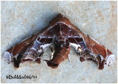 Beautiful Eutelia MothEutelia pulcherrima #8968