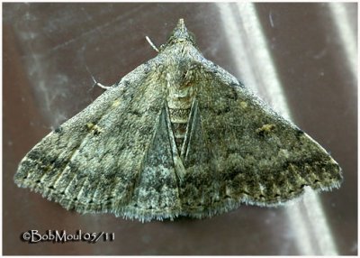 Florida Tetanolita  MothTetanolita floridana #8368
