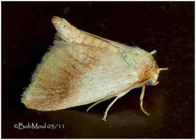 <h5><big>Warm-chevroned Moth<br></big><em>Tortricidia testacea #4652</h5></em>
