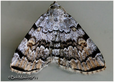 <h5><big>American Idia Moth<br></big><em>Idia americalis #8322</h5></em>
