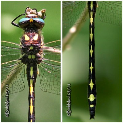 ARROWHEAD SPIKETAILS