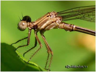 DANCERS - Genus Argia