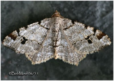 <h5><big>White Pine Angle Moth <br></big><em>Macaria Pinistrobata  #6347</h5></em>