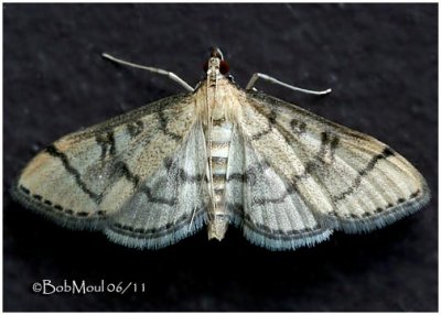 Hollow-spotted Blepharomastix MothBlepharomastix ranalis #5182