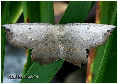 Obtuse Euchlaena MothEuchlaena obtusaria #6726