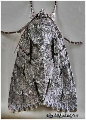 Speared Dagger Moth Acronicta hasta #9229