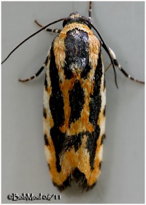 Common Spragueia  MothSpragueia leo   #9127