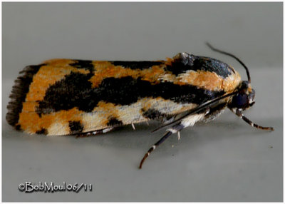 <h5><big>Common Spragueia  Moth<br></big><em>Spragueia leo   #9127</h5></em>