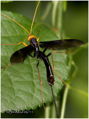 Giant Ichneumon Wasp-Female