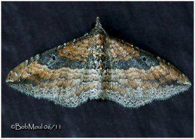 <h5><big>The Gem Moth<br></big><em>Orthonama obstipata #7414</h5></em>