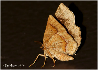 Common Metarranthis MothMetarranthis hypochraria #6826 