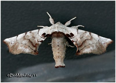 Spotted Apatelodes MothApatelodes torrefacta  #7663