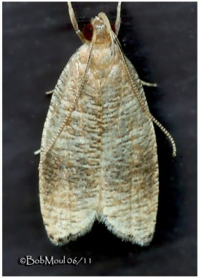 Black-fringed Psilocorsis Moth Psilocorsis cryptolechiella #0956
