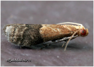 PYRALID MOTHS-Family Pyralidae