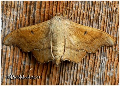 Scalloped Sack-bearer Moth-FemaleLacosoma chiridota #7659