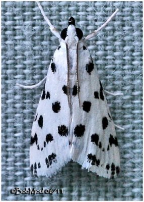 <h5><big>Spotted Peppergrass Moth<br></big><em>Eustixia pupula #4794</h5></em>