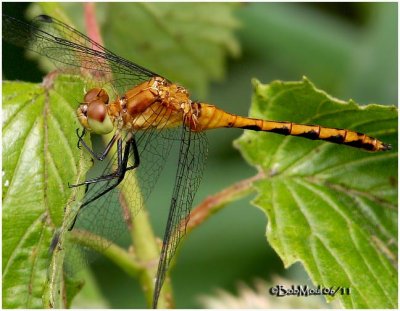 Meadowhawk4.jpg