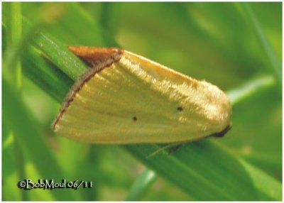 Black-bordered Lemon MothMarimatha nigrofimbria  #9044
