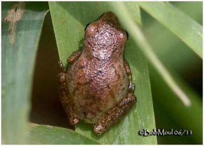 Spring Peeper