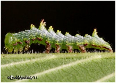 <h5><big>Double-toothed Prominent Moth Caterpillar 1st or 2nd instar <BR></big><em>Nerice bidentata #7929</h5></em>