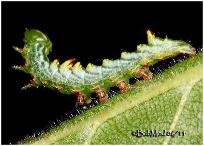 Double-toothed Prominent Moth Caterpillar 1st or 2nd instar Nerice bidentata #7929