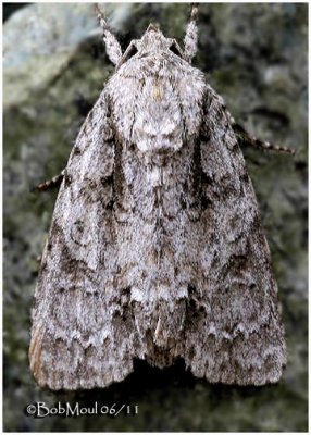 Ruddy Dagger Moth Acronicta rubricoma  #9199