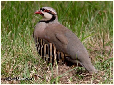 Chukar Partridge