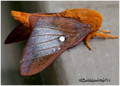 <h5><big>Orange-tipped Oakworm Moth<br></big><em>Anisota senatoria  #7719</h5></em>