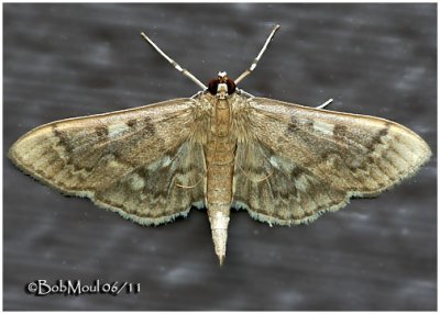 <h5><big>Serpentine Webworm Moth<br></big><em>Herpetogramma aeglealis #5280</h5></em>