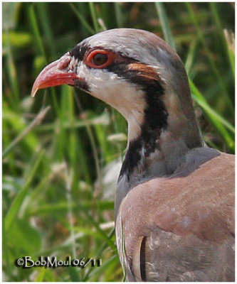 Chukar Partridge