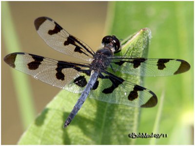 Banded Pennant-Male