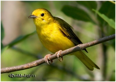 Yellow Warbler-Immature Male