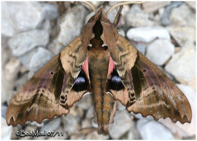 Blinded Sphinx Moth Paonias excaecatus #7824