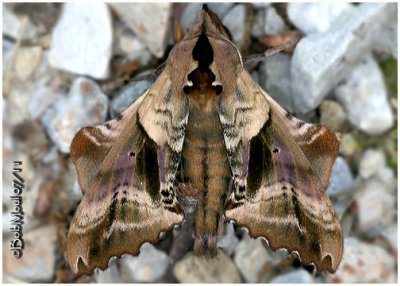 Blinded Sphinx Moth Paonias excaecatus #7824