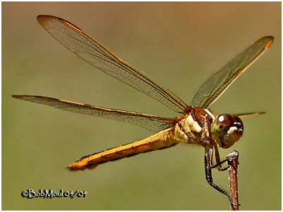 Golden- Winged Skimmer-Female