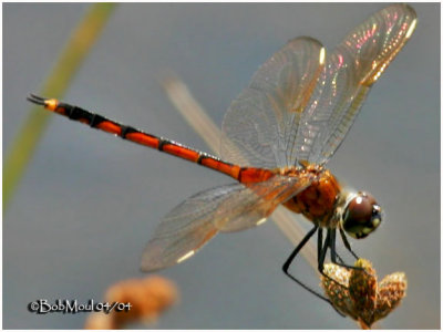 Four Spotted Pennant Juvenile