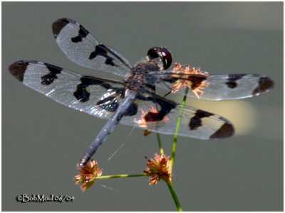 Banded Pennant Male -   - - - PA State Record