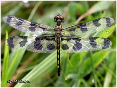 Banded Pennant-Female