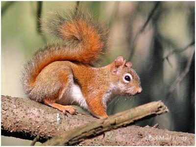 Red Squirrel