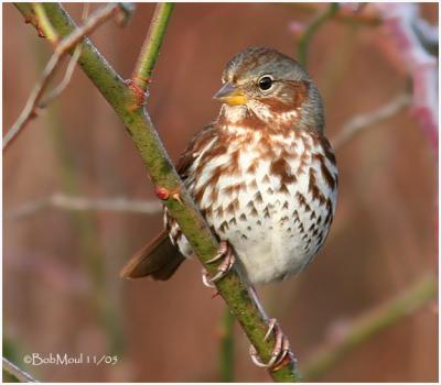 Fox Sparrow - Eastern (Taiga) Race