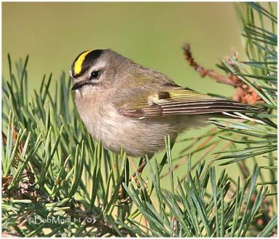 Golden Crowned Kinglet