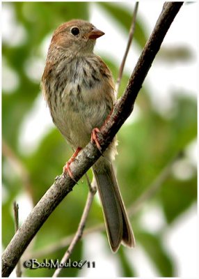 Field Sparrow-Juvenile