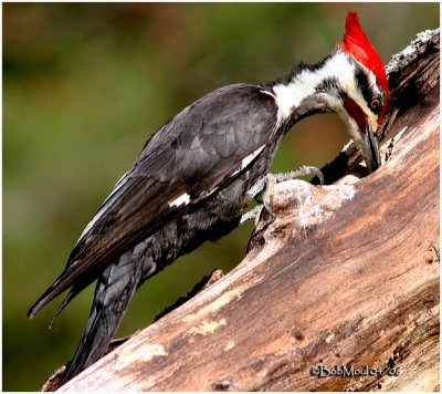Pileated Woodpecker - Male