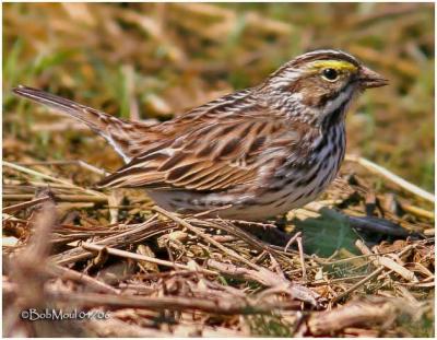 Savannah Sparrow