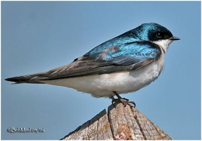 Tree Swallow